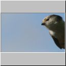 Aegithalos caudatus - Schwanzmeise 11c.jpg